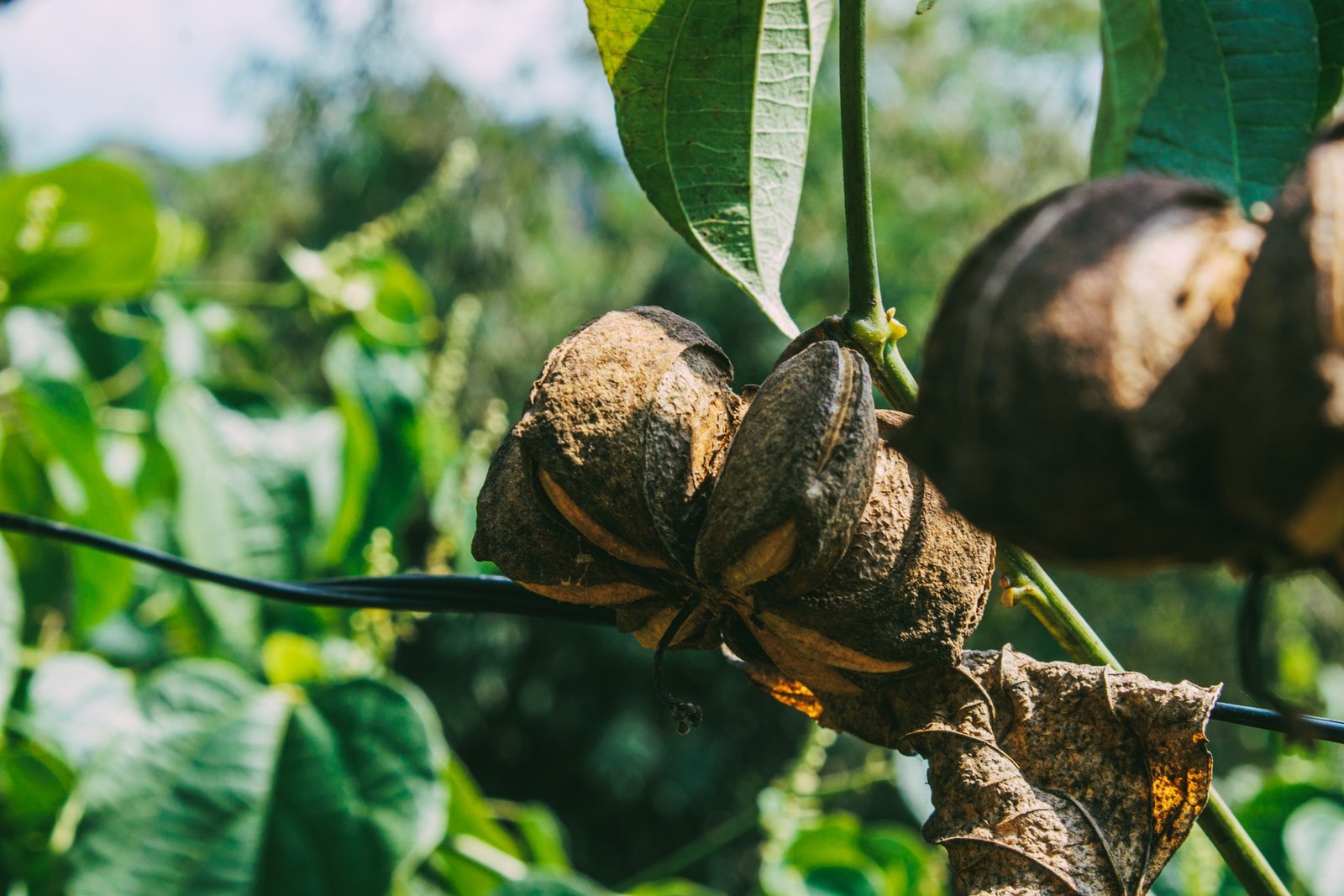 Buah Sacha Inchi matang di tanaman